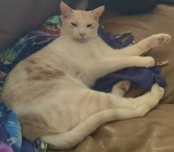 Lost Male Cat last seen Ventana Sol Dr NW and Tuscarora Rd NW , Albuquerque, NM 87114