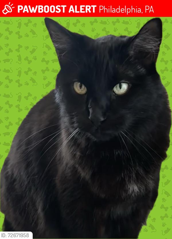 Lost Male Cat last seen 24th and Reed, Philadelphia, PA 19146