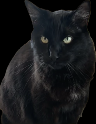 Lost Male Cat last seen 24th and Reed, Philadelphia, PA 19146