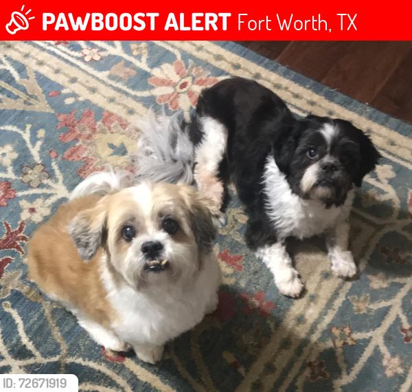 Lost Male Dog last seen Broadway & Earle Drive, Haltom City, TX, Fort Worth, TX 76117