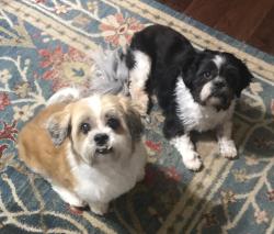 Lost Male Dog last seen Broadway & Earle Drive, Haltom City, TX, Fort Worth, TX 76117
