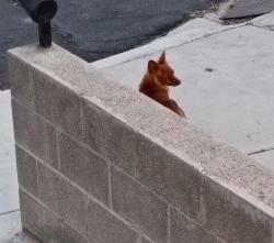 Found/Stray Unknown Dog last seen Valley View and Sahara , Las Vegas, NV 89102