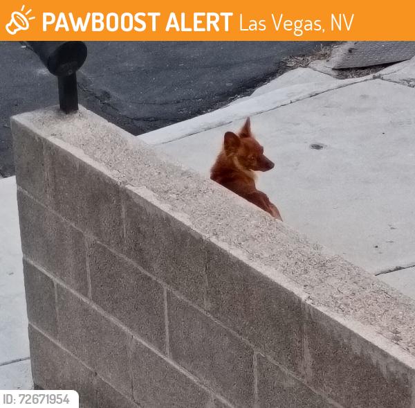 Found/Stray Unknown Dog last seen Valley View and Sahara , Las Vegas, NV 89102