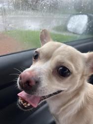 Found/Stray Male Dog last seen 13401-13425 planters row drive, Charlotte, NC 28278