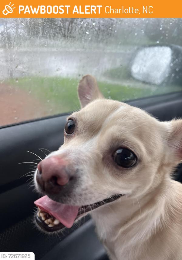 Found/Stray Male Dog last seen 13401-13425 planters row drive, Charlotte, NC 28278