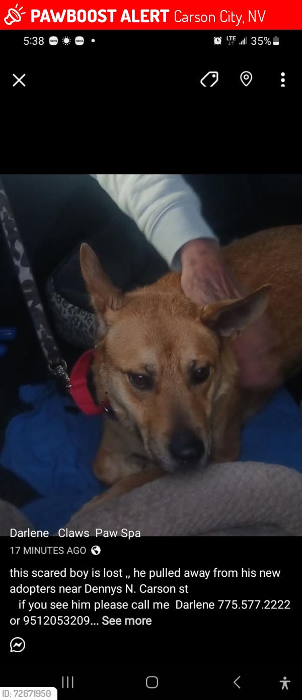 Lost Male Dog last seen Dennys  carson st , Carson City, NV 89706