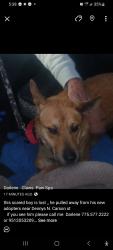 Lost Male Dog last seen Dennys  carson st , Carson City, NV 89706