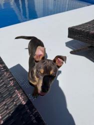 Found/Stray Male Dog last seen Bayou Boulevard , Pensacola, FL 32503