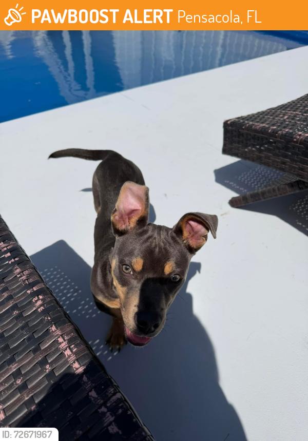 Found/Stray Male Dog last seen Bayou Boulevard , Pensacola, FL 32503