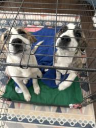 Found/Stray Female Dog last seen Fields at Station 63, Mansfield, TX 76063