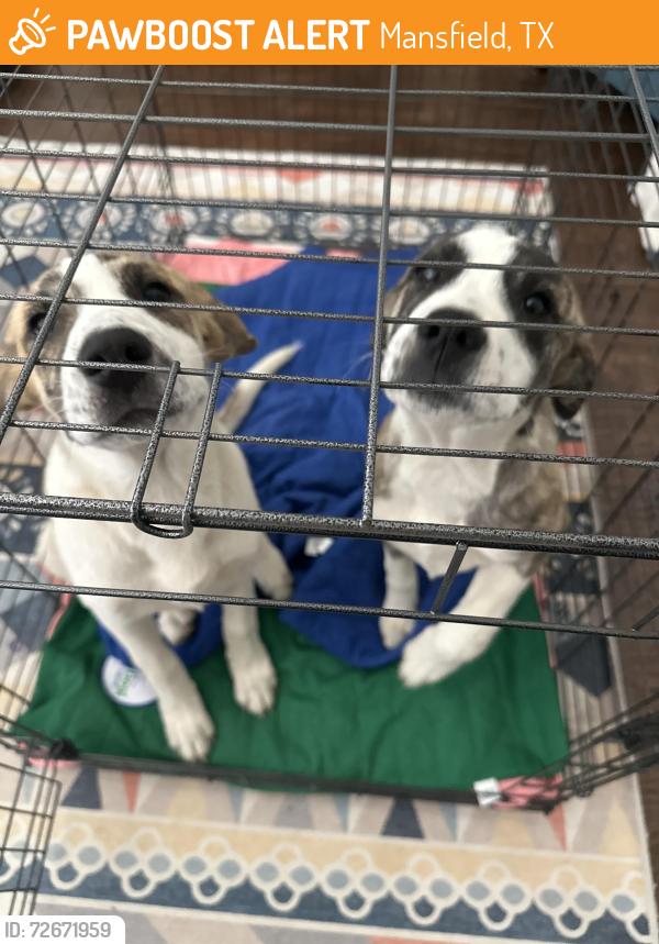 Found/Stray Female Dog last seen Fields at Station 63, Mansfield, TX 76063