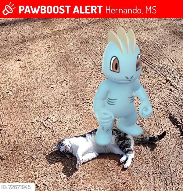 Lost Male Cat last seen Tanyard rd , Hernando, MS 38632
