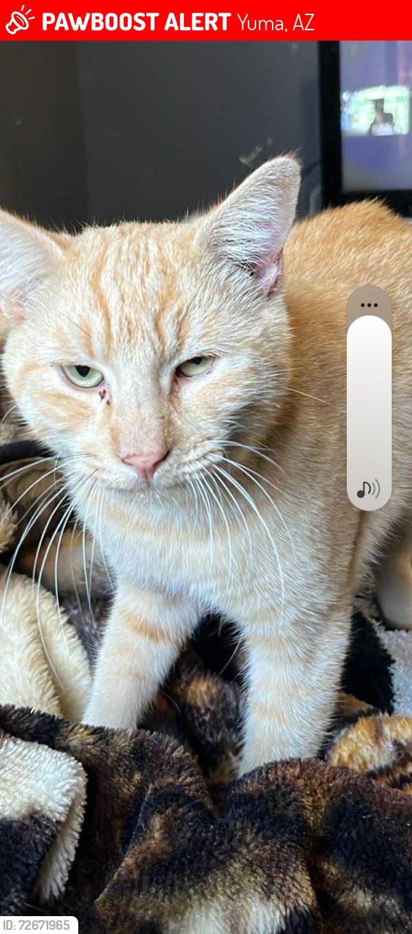 Lost Male Cat last seen Dessert  royal mobile  , Yuma, AZ 85365