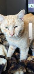 Lost Male Cat last seen Dessert  royal mobile  , Yuma, AZ 85365