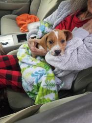 Found/Stray Female Dog last seen Near Boland Place, Pensacola, FL 32505, Pensacola, FL 32505