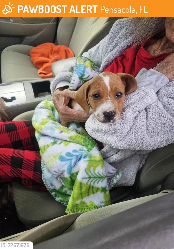 Found/Stray Female Dog last seen Near Boland Place, Pensacola, FL 32505, Pensacola, FL 32505