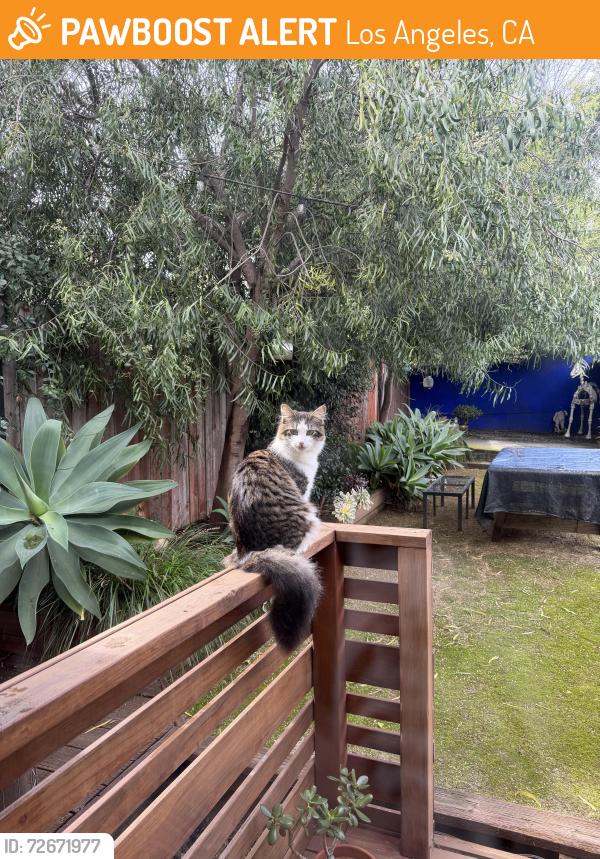 Found/Stray Unknown Cat last seen El Sereno, Los Angeles, CA 90032