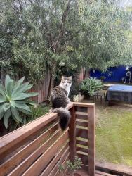 Found/Stray Unknown Cat last seen El Sereno, Los Angeles, CA 90032