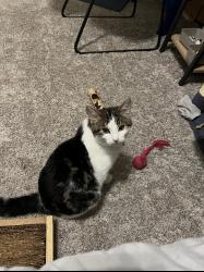 Lost Male Cat last seen At , Katy, TX 77449