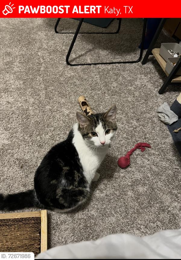 Lost Male Cat last seen At , Katy, TX 77449