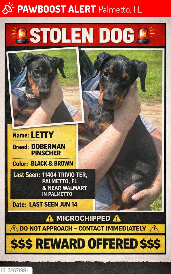 Lost Female Dog last seen Trivio Ter, Palmetto, FL 34221