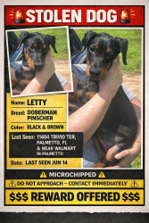 Lost Female Dog last seen Trivio Ter, Palmetto, FL 34221