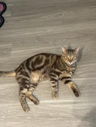 Lost Male Cat last seen Dunkin donuts, Rockville, MD 20850