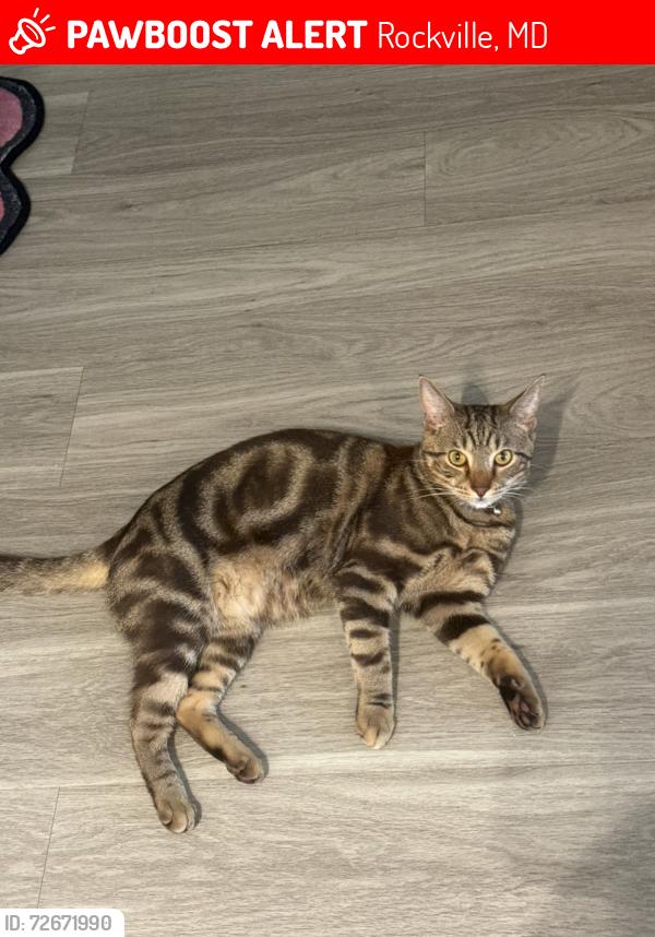 Lost Male Cat last seen Dunkin donuts, Rockville, MD 20850