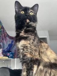 Lost Female Cat last seen darby com, Fremont, CA 94539