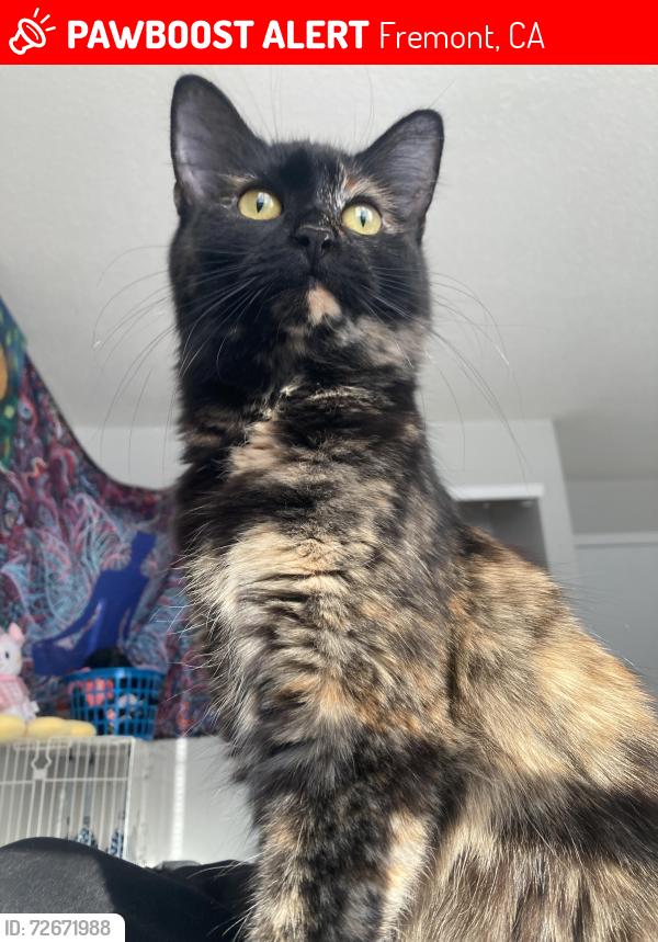 Lost Female Cat last seen darby com, Fremont, CA 94539