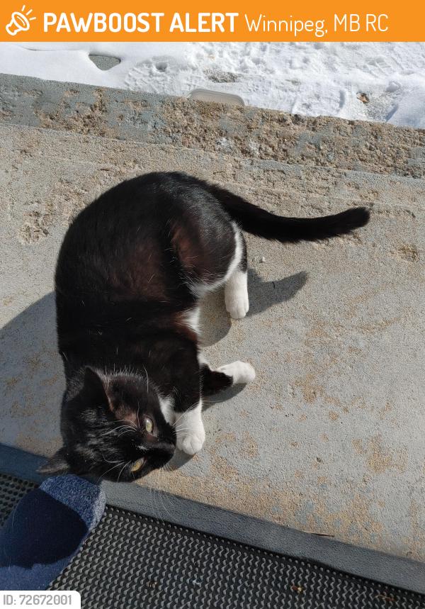 Found/Stray Unknown Cat last seen Laurentia bay, Winnipeg, MB R2C