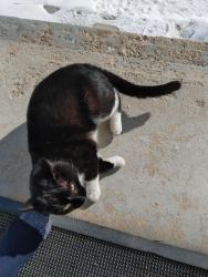 Found/Stray Unknown Cat last seen Laurentia bay, Winnipeg, MB R2C