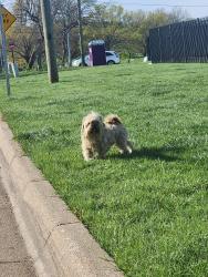 Found/Stray Unknown Dog last seen Near brentwood stair rd, Fort Worth, TX 76103