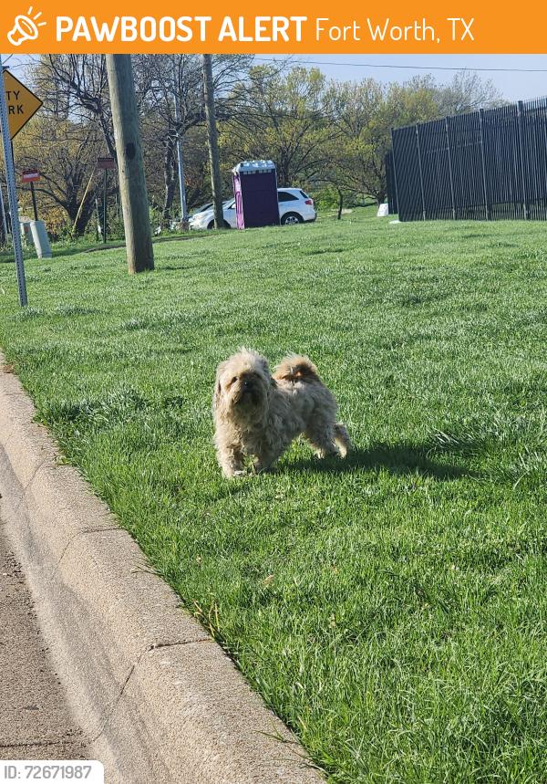 Found/Stray Unknown Dog last seen Near brentwood stair rd, Fort Worth, TX 76103