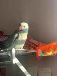 Lost Male Bird last seen Forest oaks neighborhood , Lillington, NC 27546