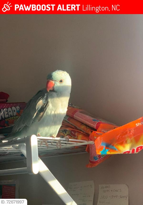 Lost Male Bird last seen Forest oaks neighborhood , Lillington, NC 27546
