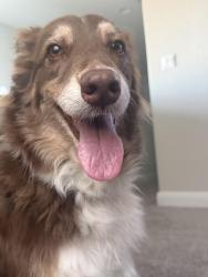 Lost Female Dog last seen Bratton and Pearson, Austin, TX 78728