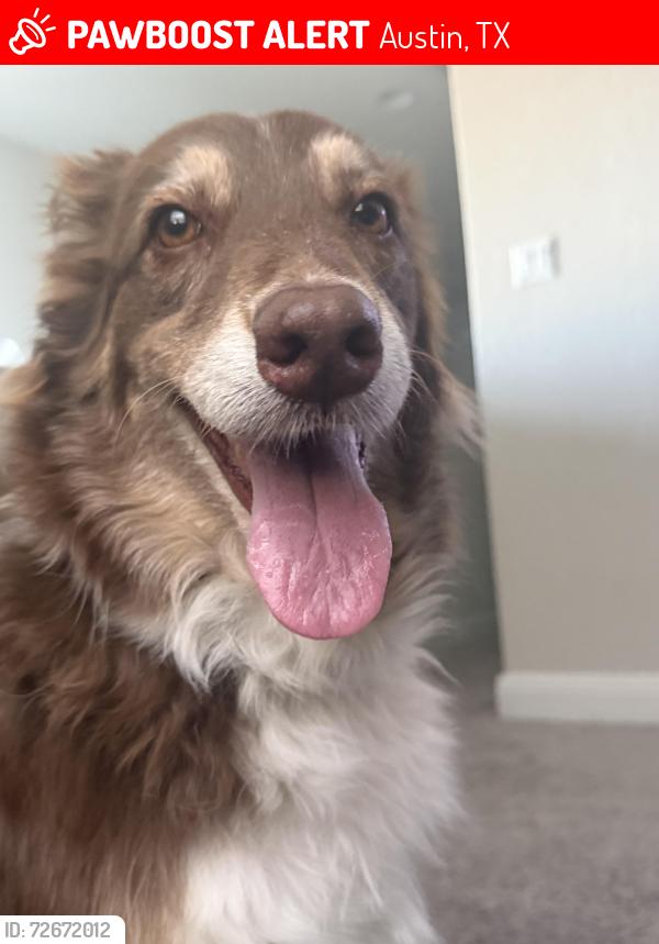 Lost Female Dog last seen Bratton and Pearson, Austin, TX 78728