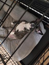 Lost Female Dog last seen North lamar, Austin, TX 78751