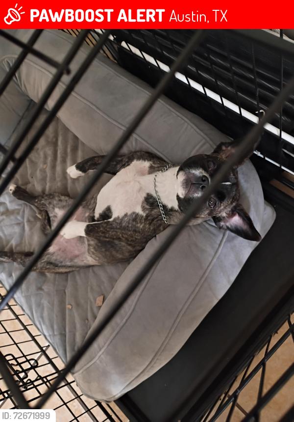 Lost Female Dog last seen North lamar, Austin, TX 78751
