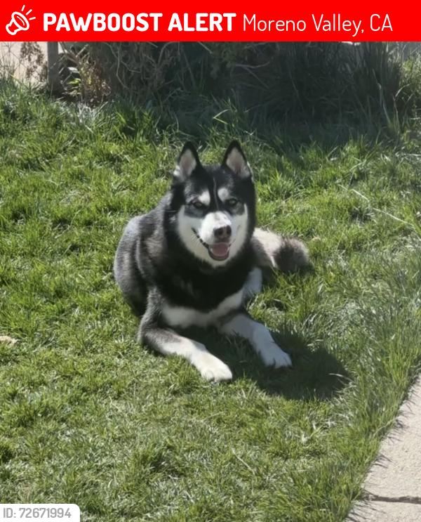 Lost Male Dog last seen Perris and Brodiaea, Moreno Valley, CA 92553