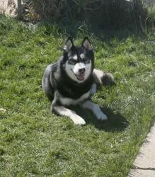 Lost Male Dog last seen Perris and Brodiaea, Moreno Valley, CA 92553