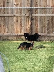 Lost Male Dog last seen Highway 70 east, Goldsboro, NC 27534