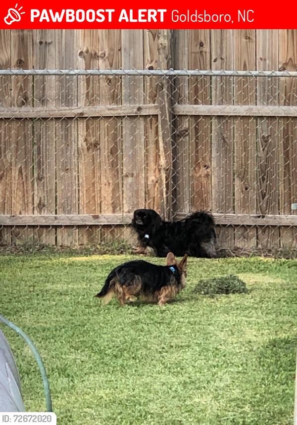Lost Male Dog last seen Highway 70 east, Goldsboro, NC 27534