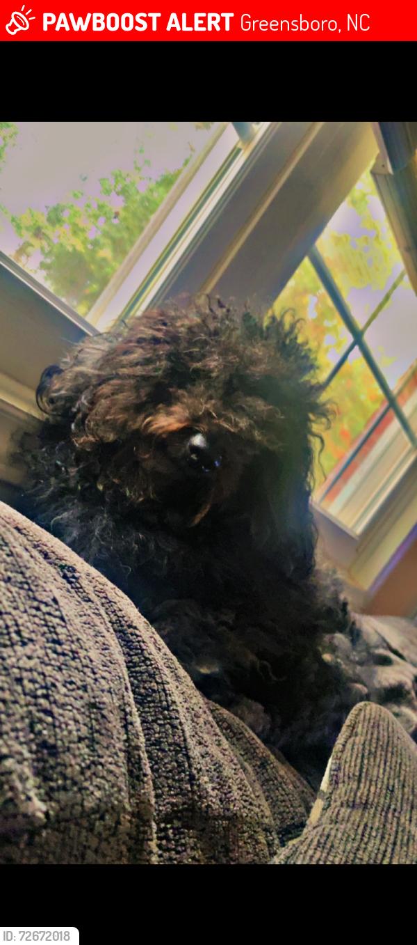Lost Male Dog last seen South Holden rd, Greensboro, NC 27407