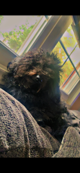 Lost Male Dog last seen South Holden rd, Greensboro, NC 27407