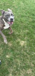 Lost Male Dog last seen Cincinnati Dayton rd , Liberty Township, OH 45044