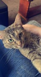 Lost Female Cat last seen 6N, Eureka, 98, Silverthorn, Wetsell Ridge, Edinboro, PA 16412