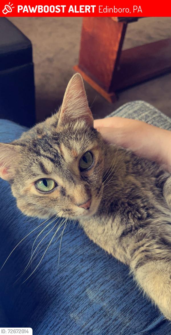 Lost Female Cat last seen 6N, Eureka, 98, Silverthorn, Wetsell Ridge, Edinboro, PA 16412