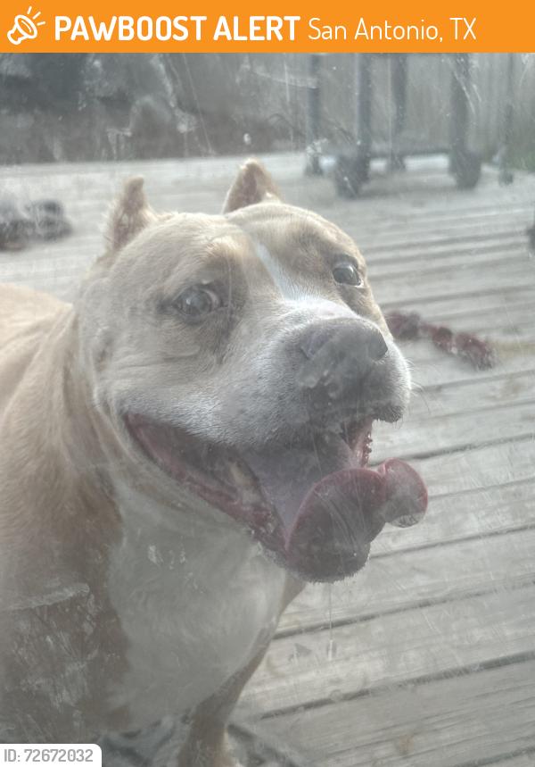 Found/Stray Female Dog last seen Wildhorse parkway, San Antonio, TX 78254